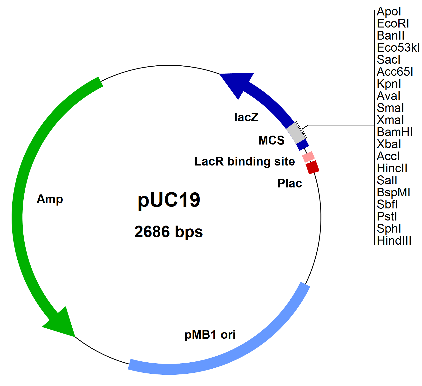 standard-cloning-vector-puc19-boca-scientific